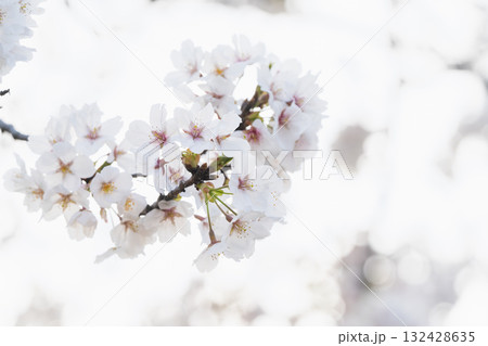 桜並木がある風景 桜並木がある風景 132428635