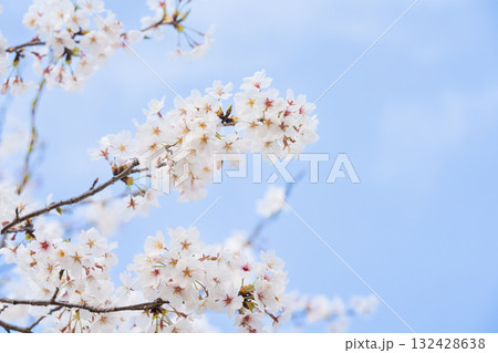 桜並木がある風景 桜並木がある風景 132428638