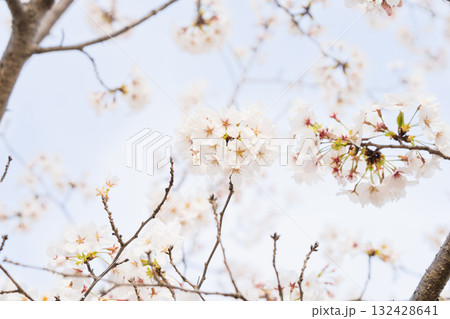 桜並木がある風景 132428641