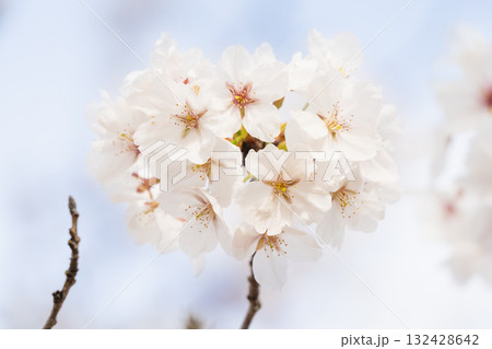 桜並木がある風景 桜並木がある風景 132428642