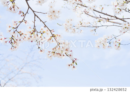 桜並木がある風景 132428652