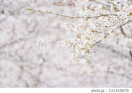 桜並木がある風景 132428670
