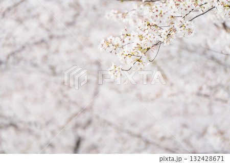 桜並木がある風景 132428671