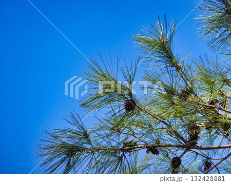 青空に遊ぶ、マツの枝葉 青空に遊ぶ、マツの枝葉 132428881