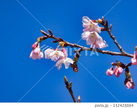 青空に浮かぶ、サクラの花 132428884
