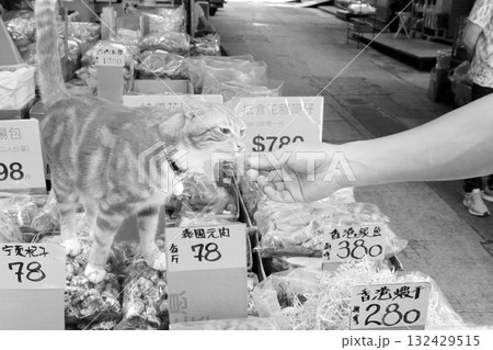 香港・徳輔道西の高級乾物店で店番をするネコ 132429515