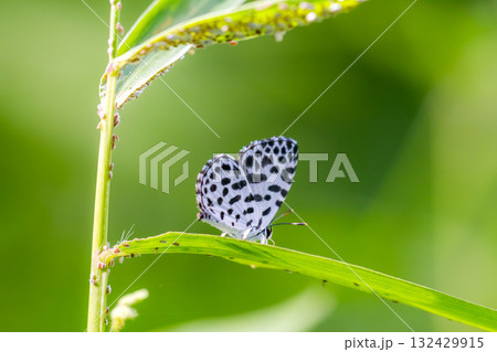 ゴイシシジミ 蝶 ゴイシシジミ 蝶 132429915