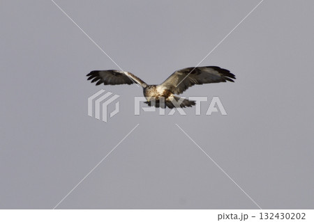 ホバリングで獲物を狙うノスリ 132430202