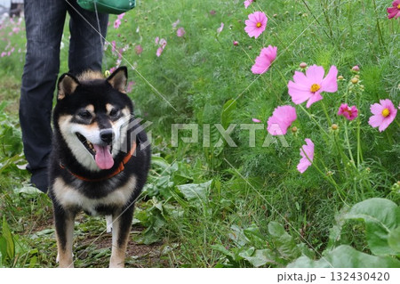 秋の散歩道 132430420