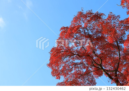 紅葉したモミジ 132430462