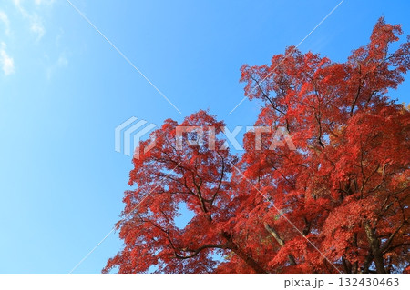 紅葉したモミジ 紅葉したモミジ 132430463