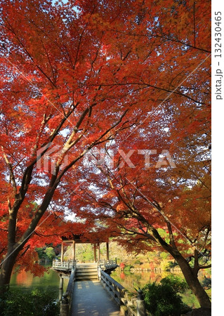 紅葉したモミジ 132430465