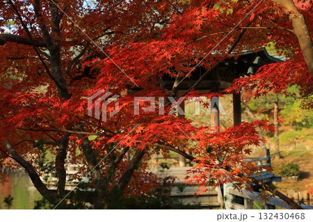 紅葉したモミジ 132430468