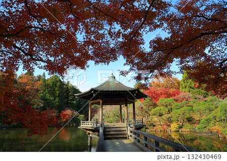 紅葉したモミジ 紅葉したモミジ 132430469