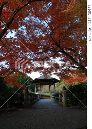 紅葉したモミジ 紅葉したモミジ 132430472