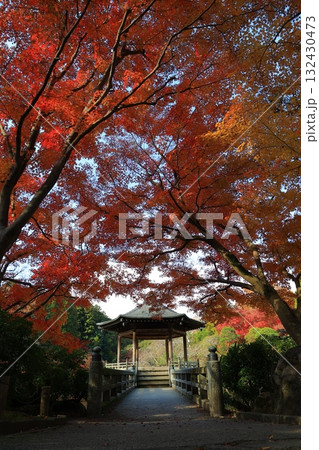 紅葉したモミジ 132430473