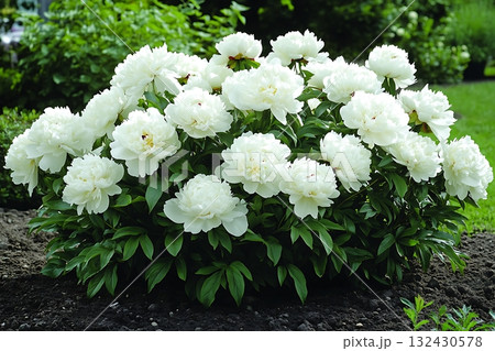 Blooming white peony flowers flourish in a lush garden setting, surrounded by fresh green leaves 132430578