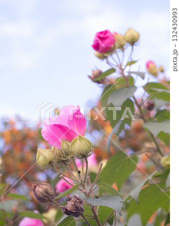 金木犀をパックに咲く芙蓉の花 132430993