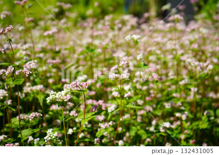 Delicate Pink and White Wildflower Field in Sunlight Delicate Pink and White Wildflower Field in Sunlight 132431005