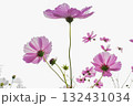 コスモス 132431034