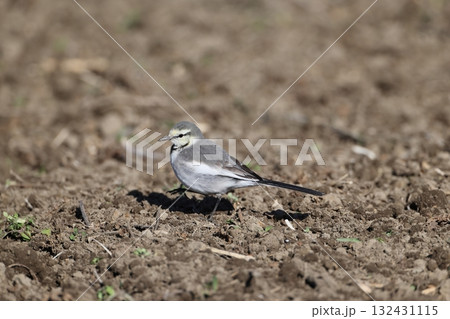 畑で餌を探すハクセキレイの亜成鳥 132431115