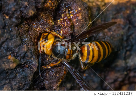 オオスズメバチ 蜂 132431237