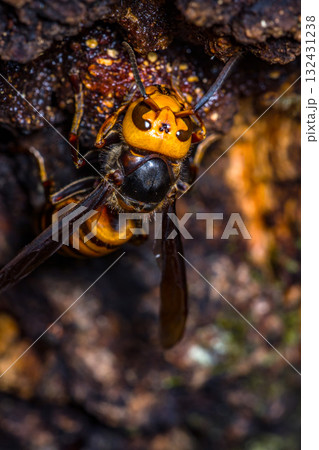 オオスズメバチ 蜂 132431238