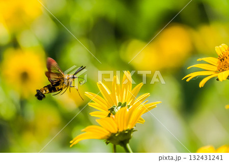 クロスキバホウジャク 蛾 ヘリオプシス 132431241