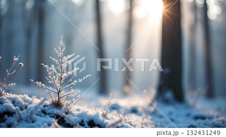 Serene winter forest landscape showcasing a small snow covered tree illuminated by warm sunlight Serene winter forest landscape showcasing a small snow covered tree illuminated by warm sunlight 132431249