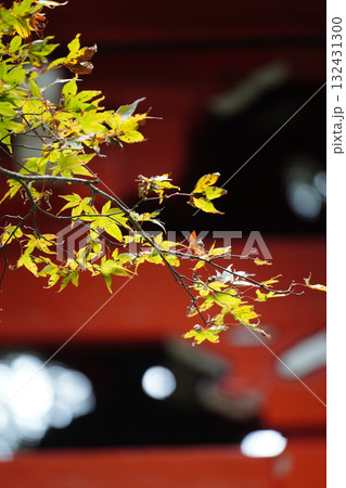 紅葉が始まった楓と朱塗りの建物 紅葉が始まった楓と朱塗りの建物 132431300