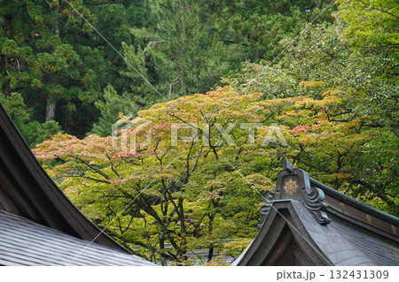 比叡山延暦寺の秋の気配が感じられる楓 比叡山延暦寺の秋の気配が感じられる楓 132431309