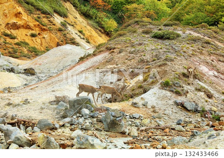 北海道 登別 地獄谷にいた鹿 北海道 登別 地獄谷にいた鹿 132433466