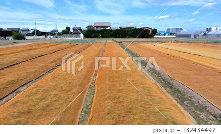 シートの掛けられた秋の郊外の小松菜畑風景 132434497