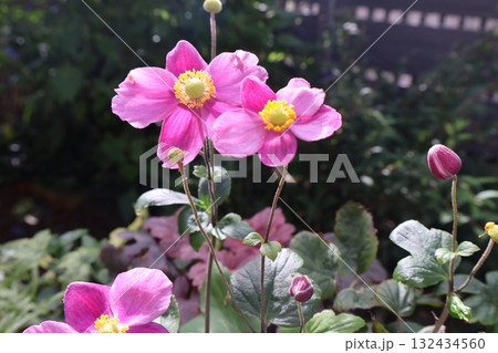 シュウメイギクのピンクの花 シュウメイギクのピンクの花 132434560