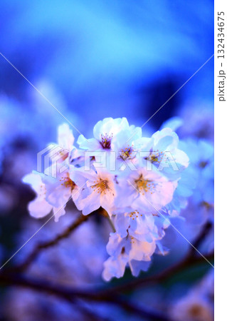 青い夕闇の桜 132434675