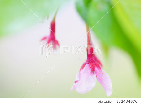 淡い桜の花 132434676