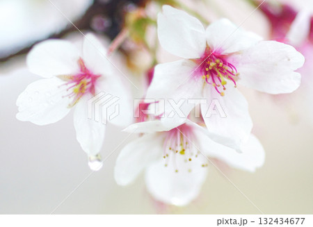 春の訪れを告げる桜 春の訪れを告げる桜 132434677
