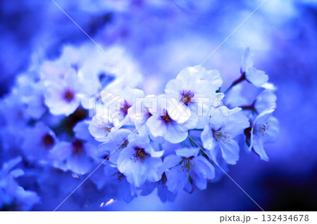 青い桜 132434678