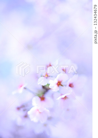 淡く咲いた桜の花 淡く咲いた桜の花 132434679