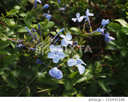 薄日を浴びたルリマツリの花とつぼみ（ペイルブルーのプルンバゴ） 132435186