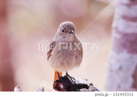 木に止まるジョウビタキの雌 木に止まるジョウビタキの雌 132435331