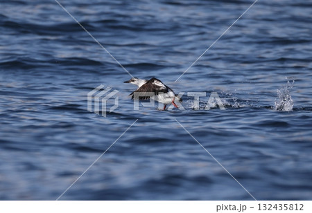 海上から飛び立つアリューシャンウミバトの冬羽 132435812