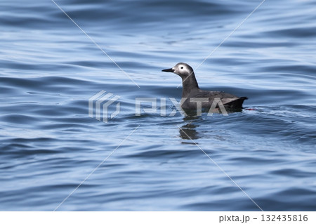 海上を漂うケイマフリの夏羽 海上を漂うケイマフリの夏羽 132435816