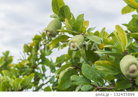 オオイタビ 132435899