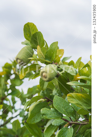 オオイタビ 132435900