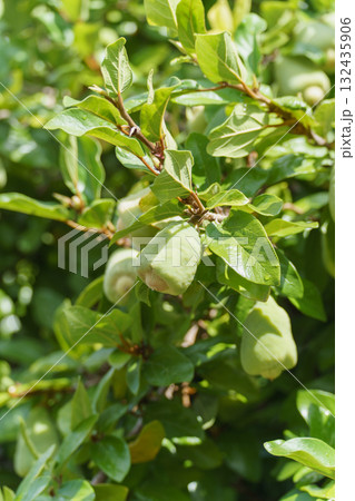 オオイタビ 132435906