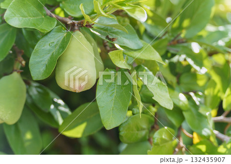 オオイタビ 132435907