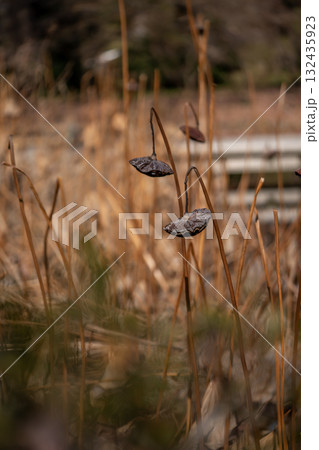枯れた蓮の果托 132435923