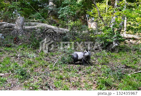 斜面で佇むニホンカモシカ 斜面で佇むニホンカモシカ 132435967