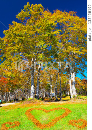 紅葉の白馬岩岳マウンテンリゾート 132436199